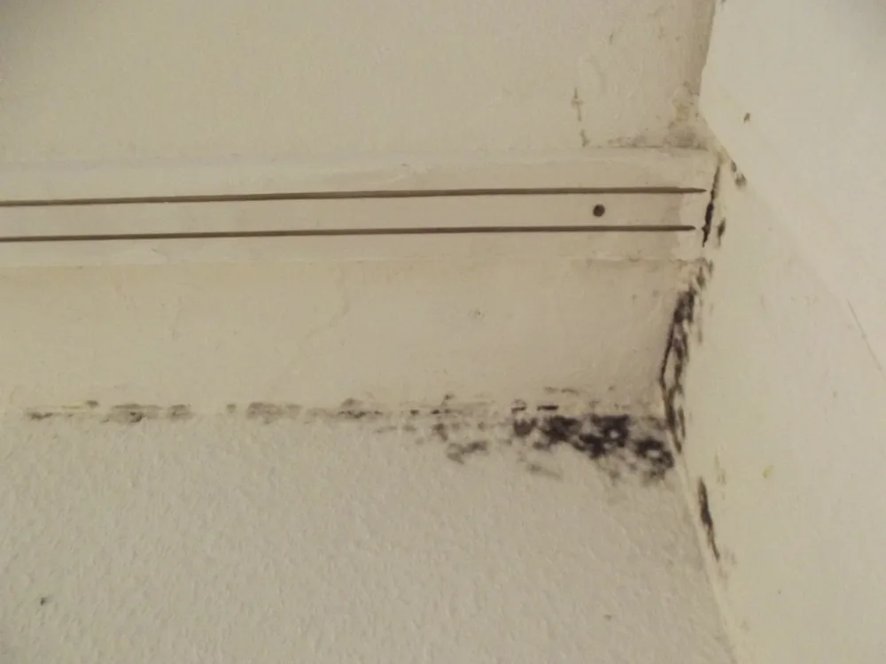 Technician in protective gear removing a mold-damaged wall in a Mead home